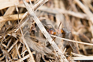 Close-up of a weakly bristled mountain forest ant crawling on the ground over soil and hay blades of grass, Germany