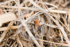 Close-up of a weakly bristled mountain forest ant crawling on the ground over soil and hay blades of grass, Germany