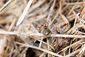 Close-up of a weakly bristled mountain forest ant crawling on the ground over soil and hay blades of grass, Germany