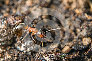 Close-up of a weakly bristled mountain forest ant crawling on the ground over soil and small stones, Germany