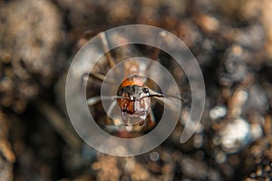 Close-up of a weakly bristled mountain forest ant crawling on the ground over soil and small stones, Germany