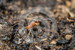 Close-up of a weakly bristled mountain forest ant crawling on the ground over soil and small stones, Germany