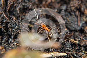 Close-up of a weakly bristled mountain forest ant crawling on the ground over soil and small stones, Germany