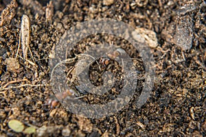 Close-up of a weakly bristled mountain forest ant crawling on the ground over soil and small stones, Germany photo