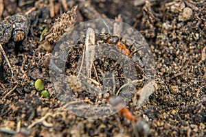 Close-up of a weakly bristled mountain forest ant crawling on the ground over soil and small stones, Germany