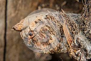 Close-up of a weakly bristled mountain forest ant crawling on the ground over soil and small stones, Germany