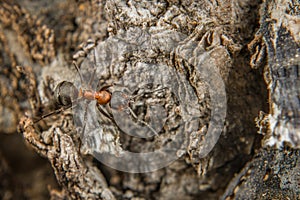 Close-up of a weakly bristled mountain forest ant crawling on the ground over soil and small stones, Germany