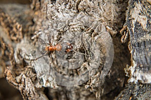 Close-up of a weakly bristled mountain forest ant crawling on the ground over soil and small stones, Germany