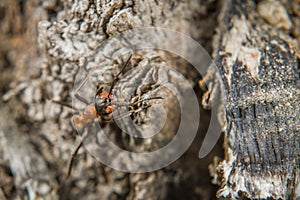 Close-up of a weakly bristled mountain forest ant crawling on the ground over soil and small stones, Germany photo