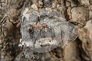 Close-up of a weakly bristled mountain forest ant crawling on the ground over soil and small stones, Germany