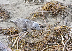 Close up on weaned elephant seal pup exploring dried kelp washed up on shore.
