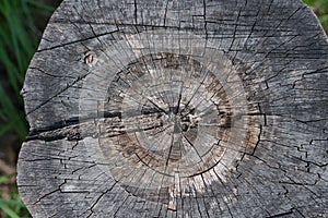 Close up of a weathered cracky treetrunk in nature