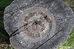 Close up of a weathered cracky treetrunk in nature photo