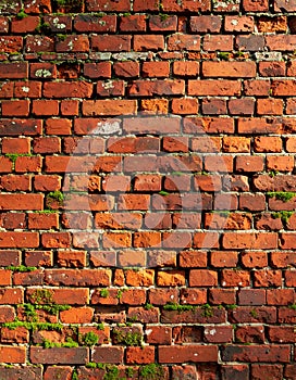 Close-up of a weathered red brick wall with moss growing between the bricks, showing texture and age