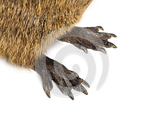 Close-up of the webbed feet of a Coypu, Myocastor coypus