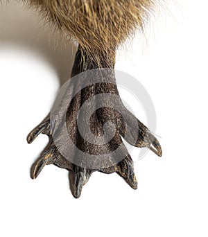 Close-up of the webbed feet of a Nutria or Coypu