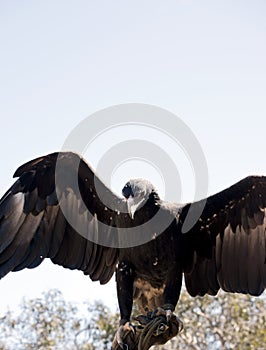This is a close up of a wedge tail eagle