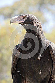 This is a close up of a wedge tail eagle