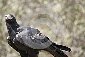 This is a close up of a wedge tail eagle