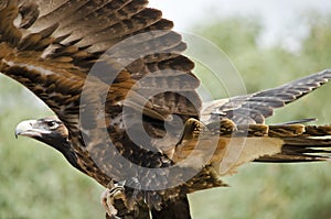 Wedge tailed eagle photo