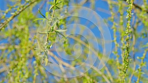 Weeping Willow Leaves. Weeping Willow Tree In Spring. Blooming Weeping Willow.