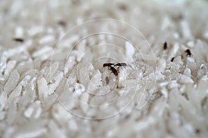 Close up of weevil destroy rice