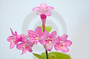 Weigela florida flowers