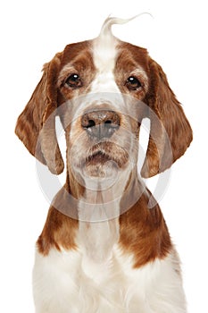 Close-up of Welsh Springer Spaniel