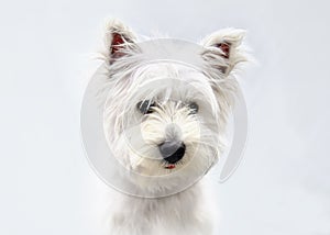 Close-up of West Highland Terrier puppy, 4 months old, in front of white background