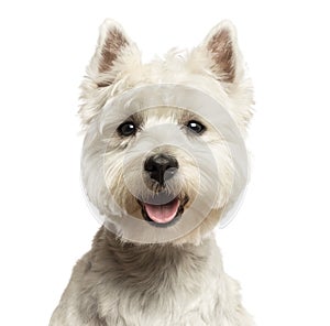 Close-up of a West Highland White Terrier, looking at the camera, 18 months old