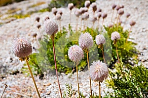 Close up of Western anemone Anemone occidentalis gone to seed