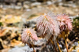 Close up of Western anemone Anemone occidentalis gone to seed