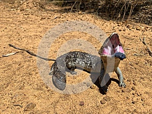 Close-up of a Western Blue-Tongued Lizard (Tiliqua occipitalis) perched on sand