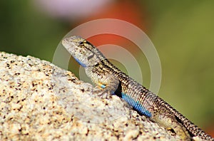 Close up of a Western Fence Lizard on a rock, showing off his blue belly