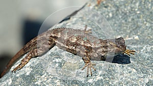 Close up of a Western Fence Lizard on a rock, showing off his blue belly