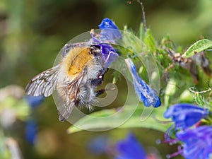 Close-up of western hone bee on blueweed, a common meadow flower photo