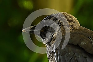Close up of Western jackdaw, Corvus monedula juvenile
