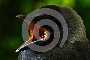 Close up of Western jackdaw, Corvus monedula juvenile