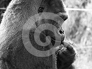 Close up of Western Lowland adult male silverback Gorilla. Photographed at Port Lympne Safari Park near Ashford Kent UK.