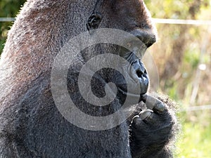 Close up of Western Lowland adult male silverback Gorilla. Photographed at Port Lympne Safari Park near Ashford Kent UK.