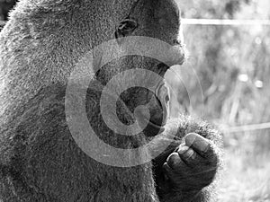 Close up of Western Lowland adult male silverback Gorilla. Photographed at Port Lympne Safari Park near Ashford Kent UK.