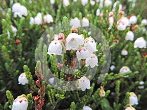 Close up of western moss heather and white mountain heather Cassiope mertensiana, taken in Banff National Park, Canada, Rocky Mo