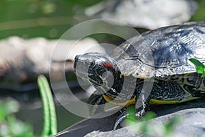 Close up of western painted turtle on a rock.