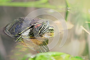 Close up western painted turtle in water enjoying sun.