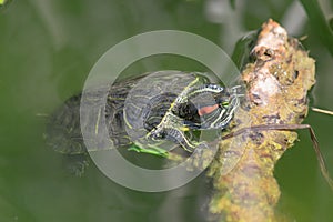 Close up western painted turtle in water enjoying sun.
