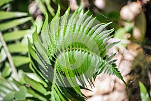 Close up of  Western Swordfern Polystichum munitum growing in the woods of Santa Cruz Mountains, California photo