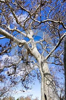 Close up of western sycamore (Platanus Racemosa) trees in winter, Sycamore Grove Park, Livermore, San Francisco bay area, photo