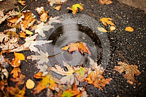 Close up of wet autumn leaves.