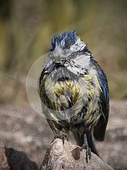 Close up of wet blue tit