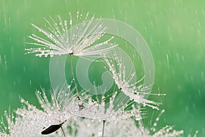 Close-up of wet dandelion